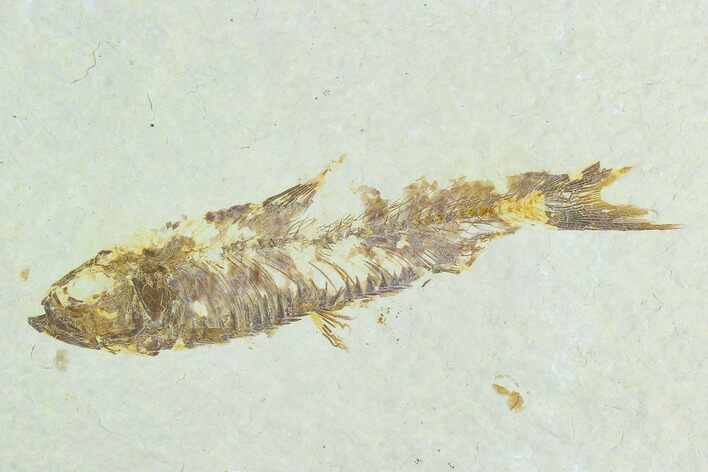Bargain Fossil Fish (Knightia) - Wyoming #126512